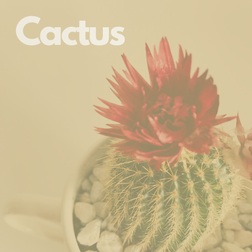 cactus hoover