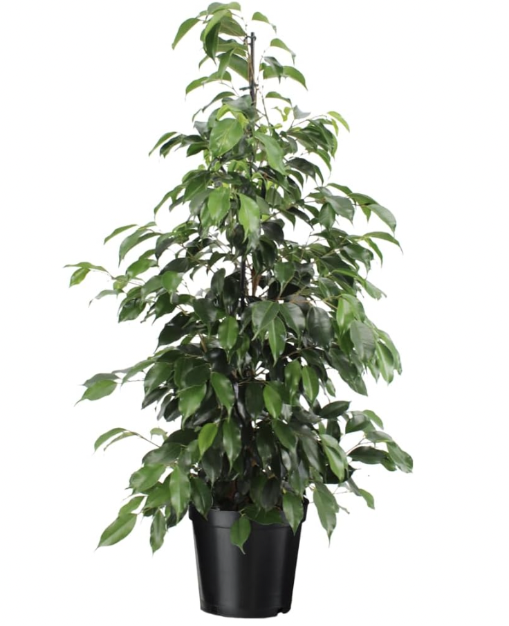 Ficus Benjamina, figuier pleureur Eden Urbain