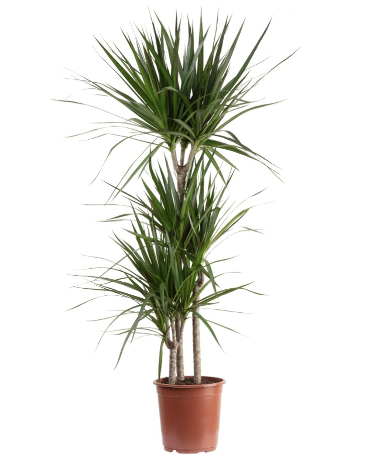 Dracaena Marginata Eden Urbain