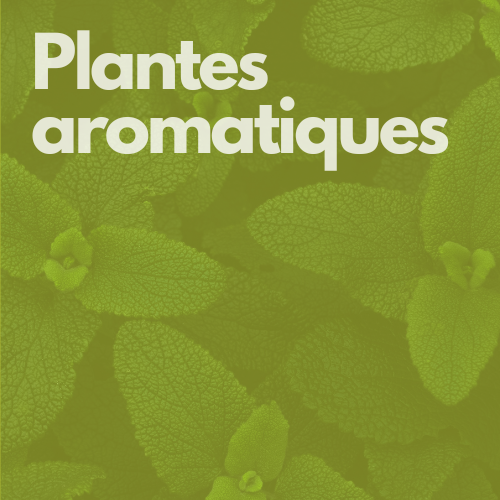 Plantes aromatiques hover