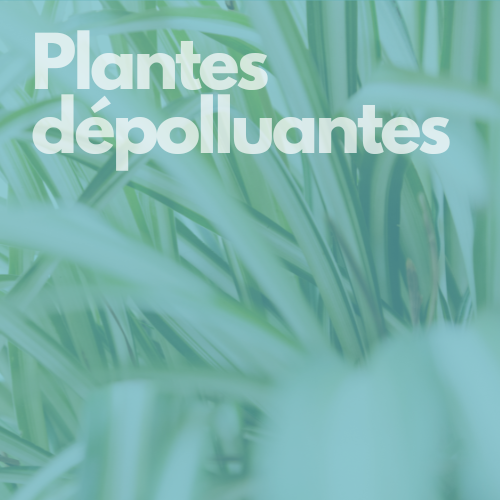 plantes dépolluantes hover