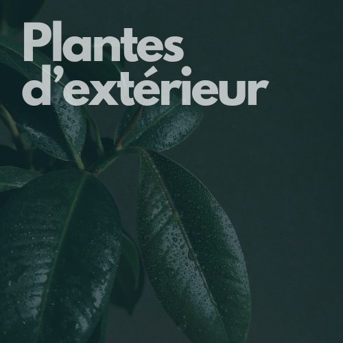 Plantes d'extérieur hover