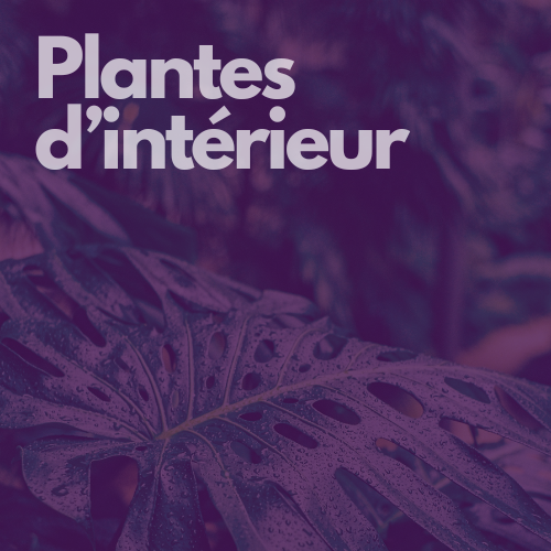 plantes d'intérieur hover