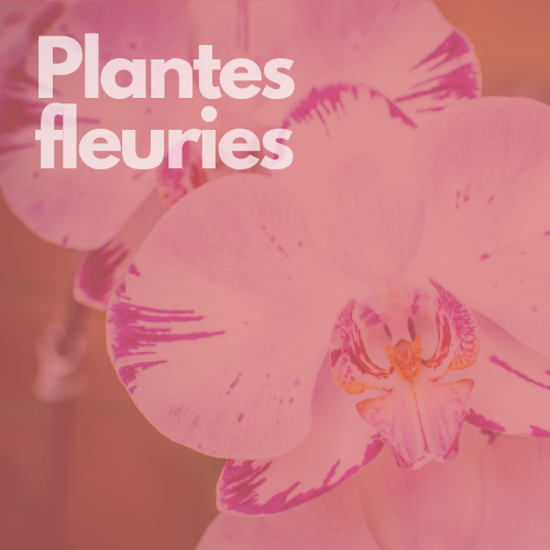 plantes fleuries hover