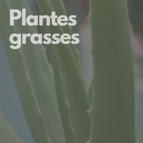 plantes grasses hover