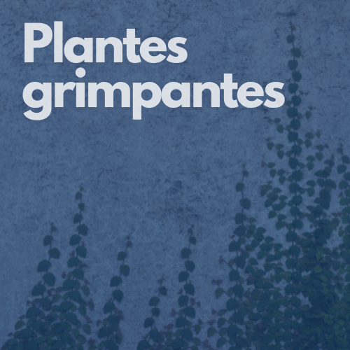 Plantes grimpantes hover