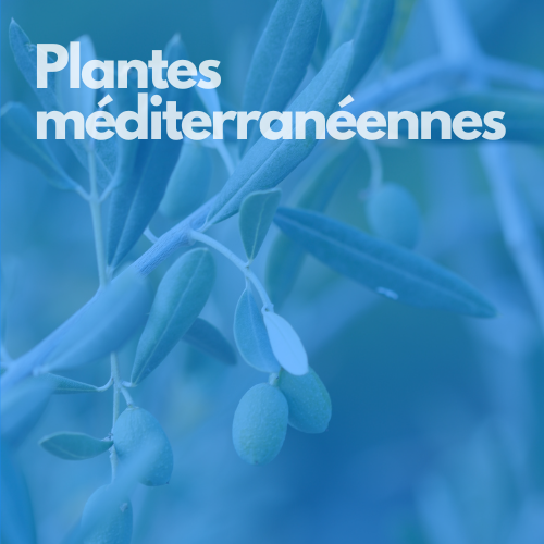 Plantes méditerranéennes hover