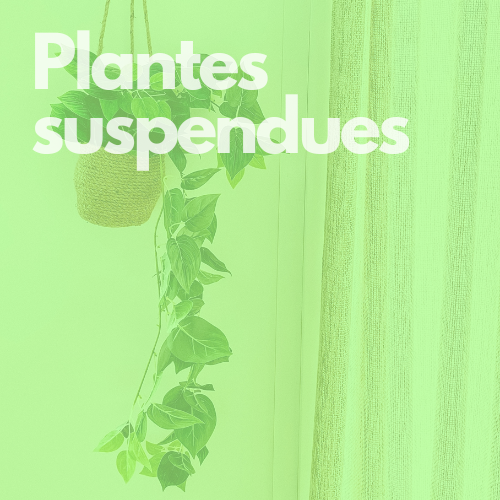 plantes suspendues hover