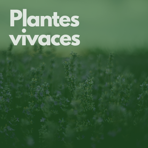 Plantes vivaces hover