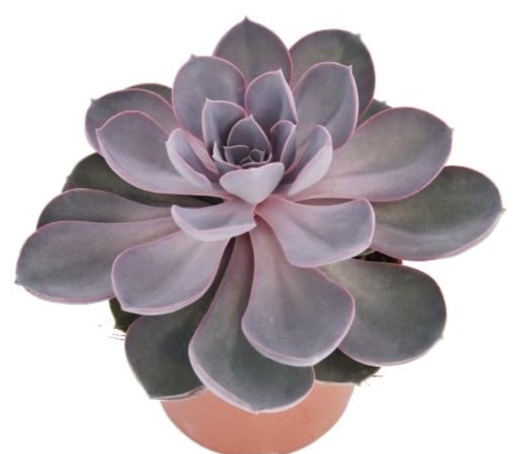 Echeveria Eden Urbain