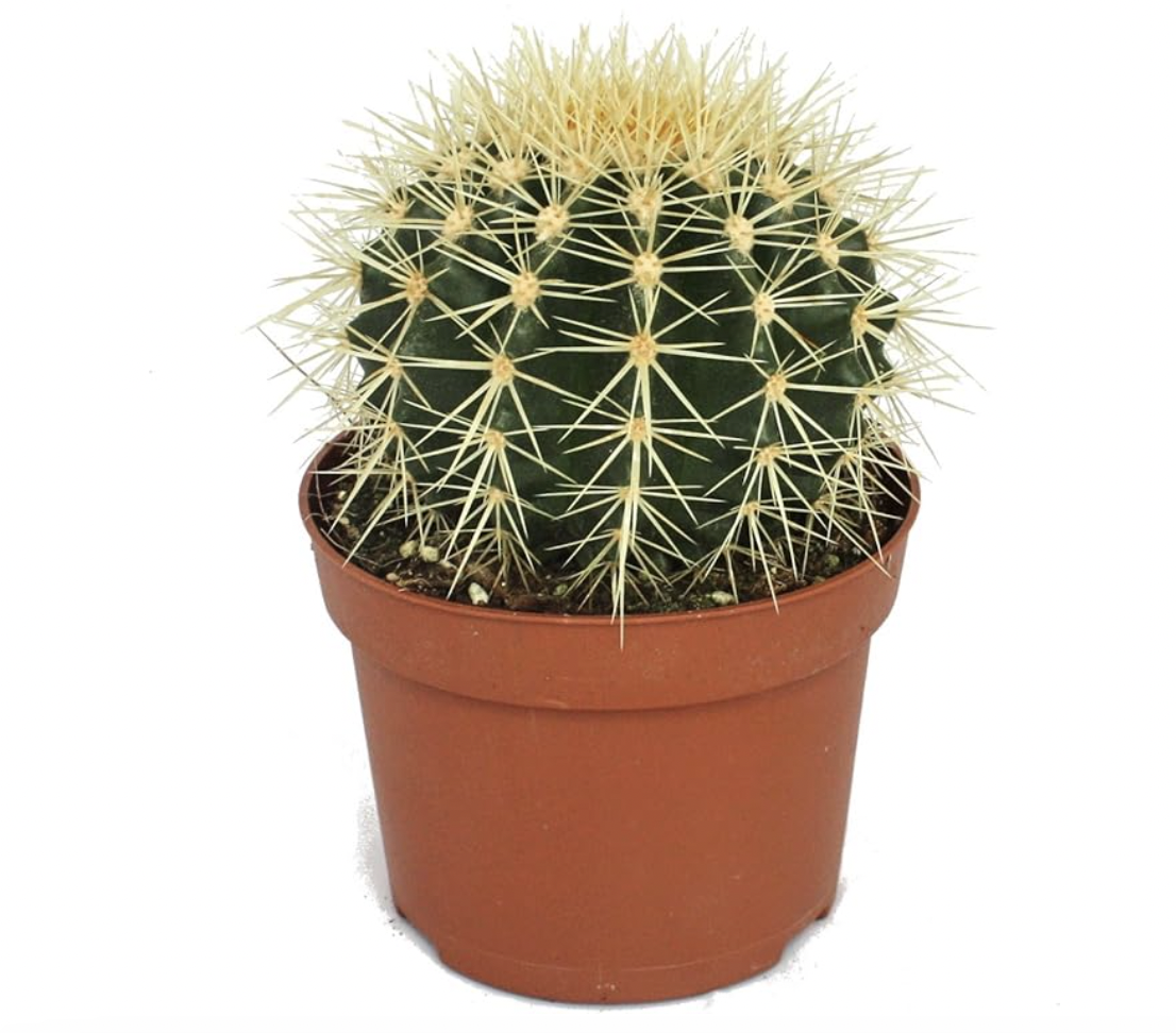 Echinocactus Grusonii Eden Urbain