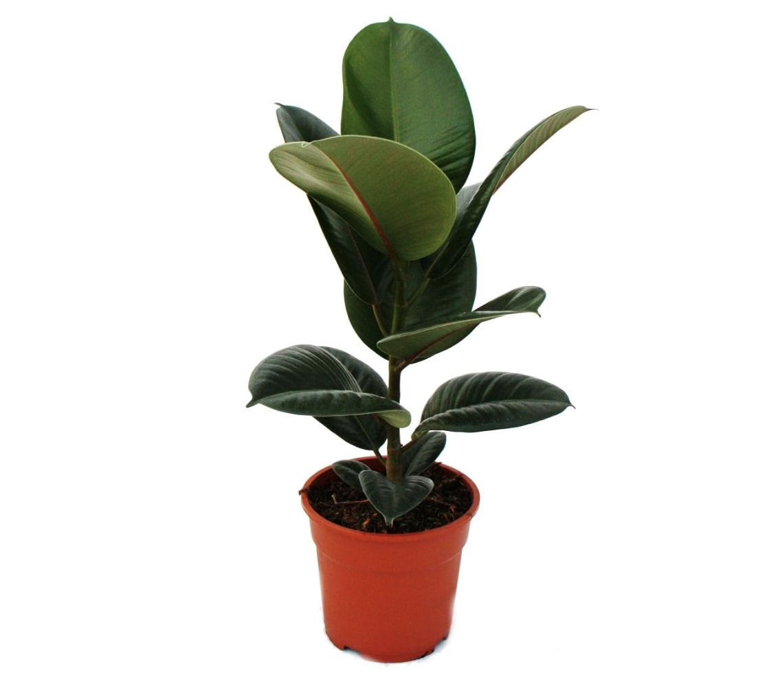 Ficus Elastica Caoutchouc Eden Urbain