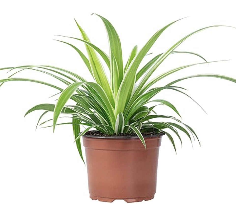 Chlorophytum Plante araignée Eden Urbain