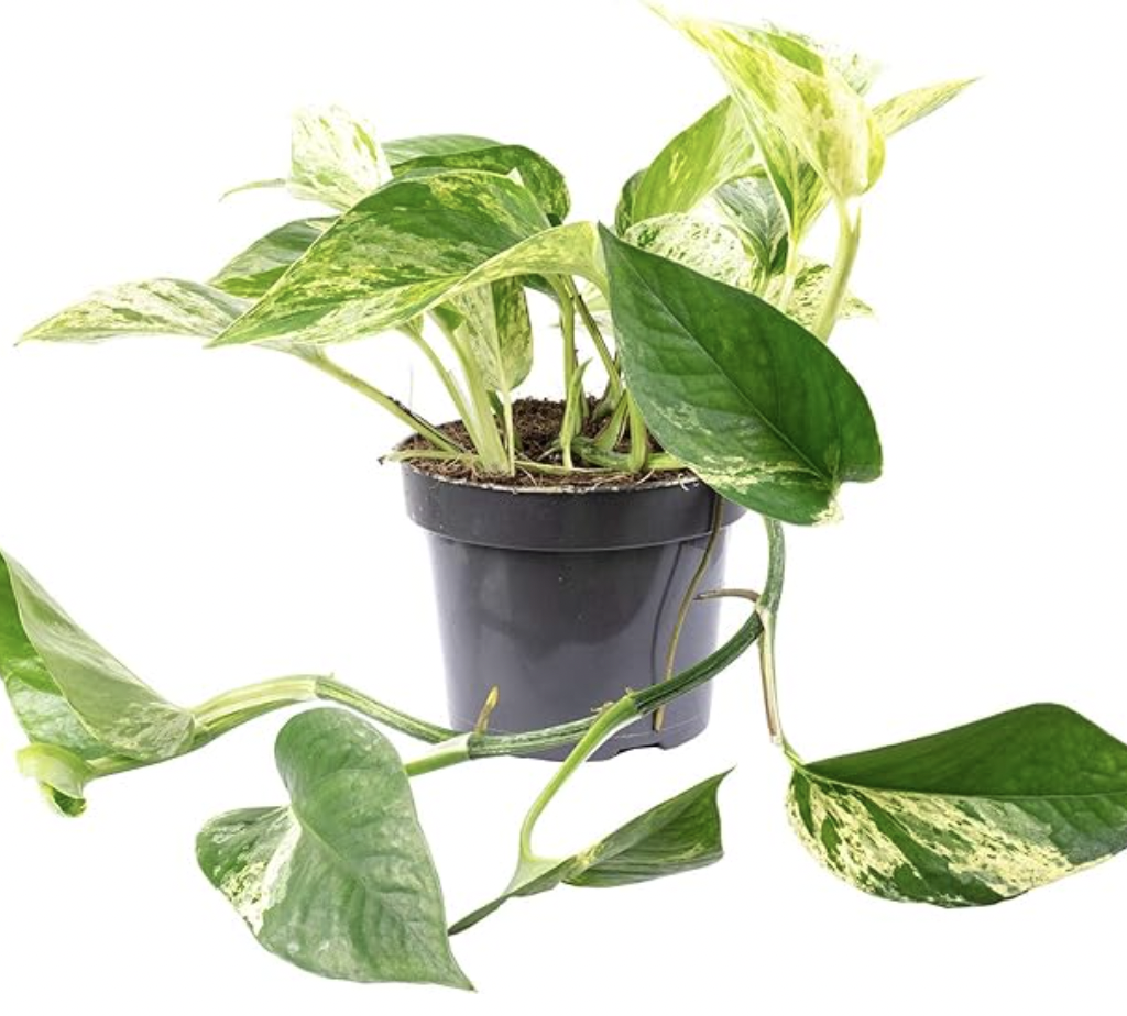 Pothos Epipremnum aureum Eden Urbain