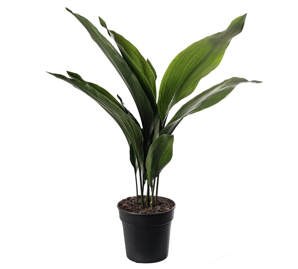 Plante en fonte Aspidistra Eden Urbain