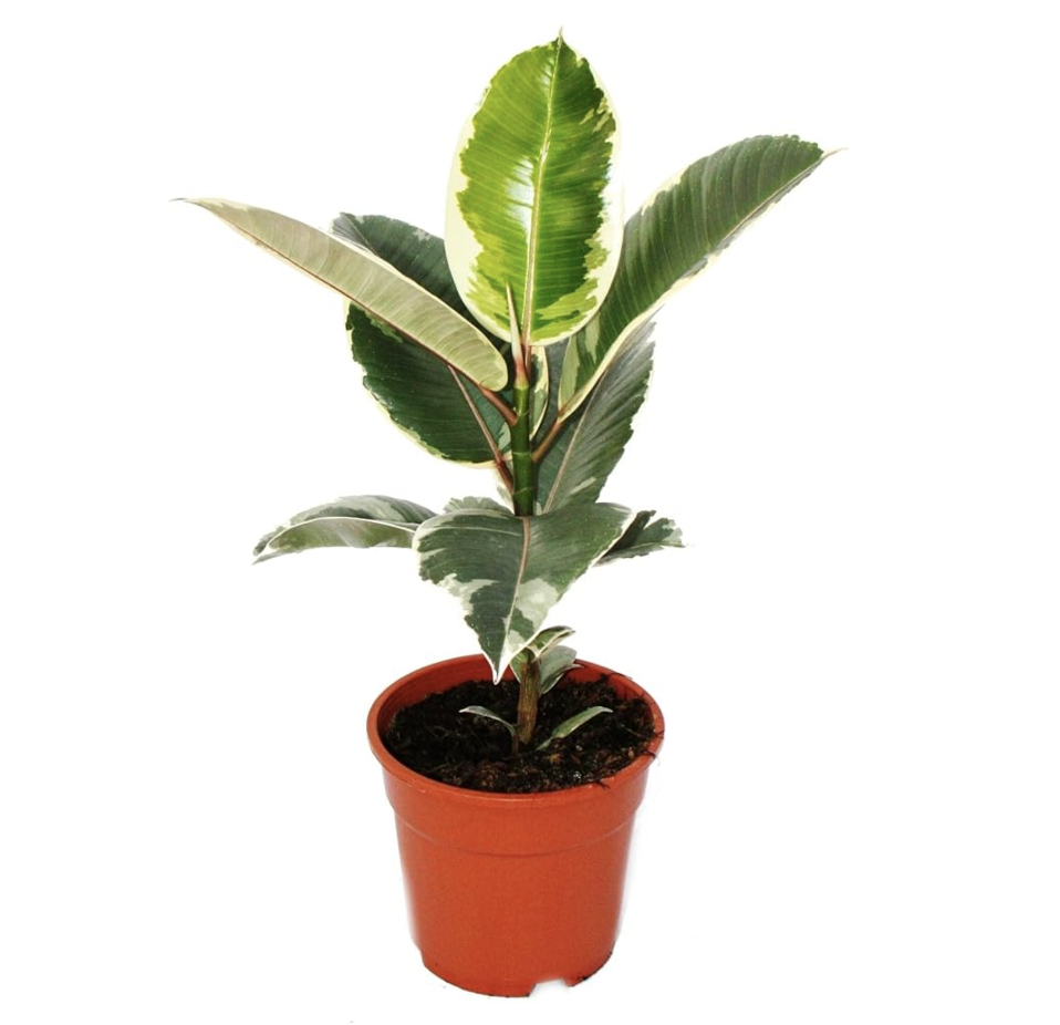 Caoutchouc Ficus elastica tâches blanches Eden Urbain