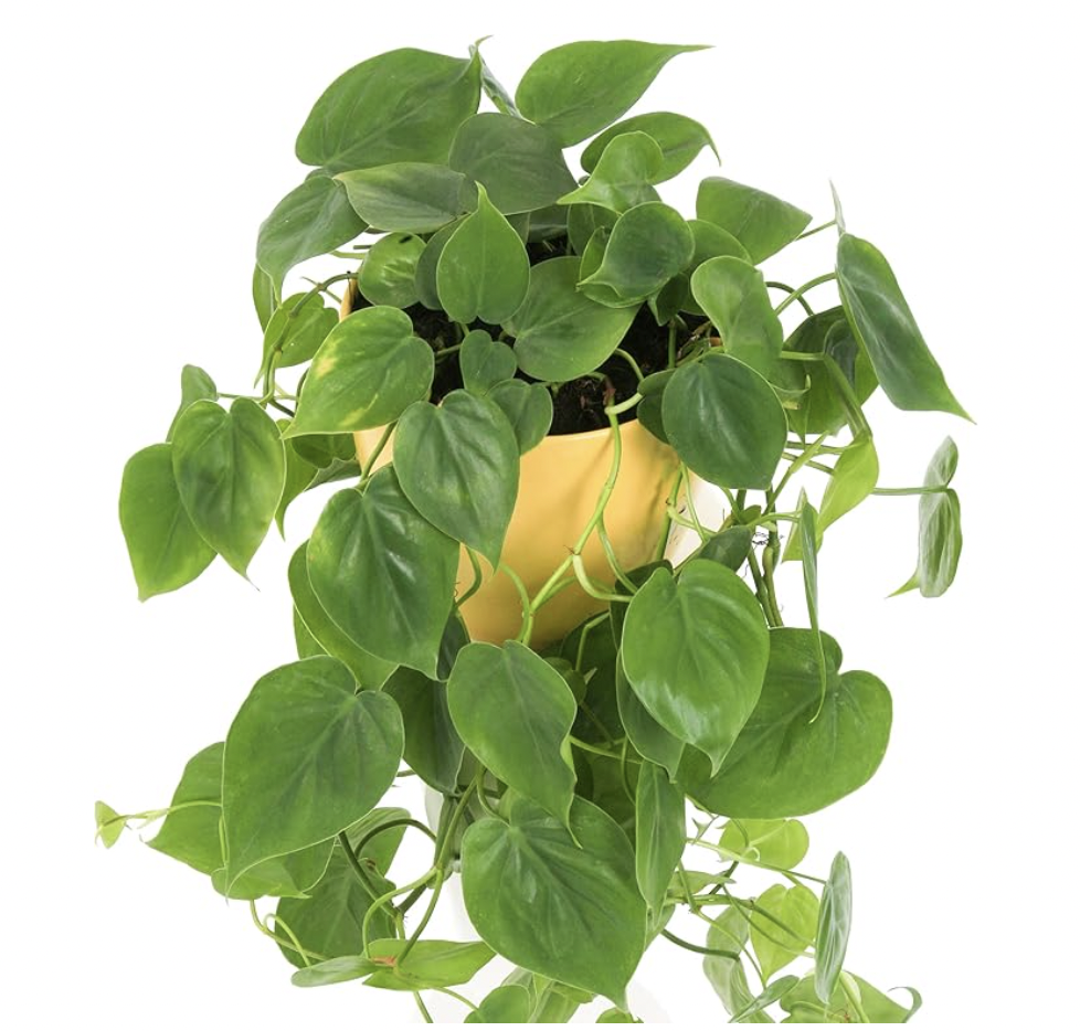 Philodendron Scandens Eden Urbain