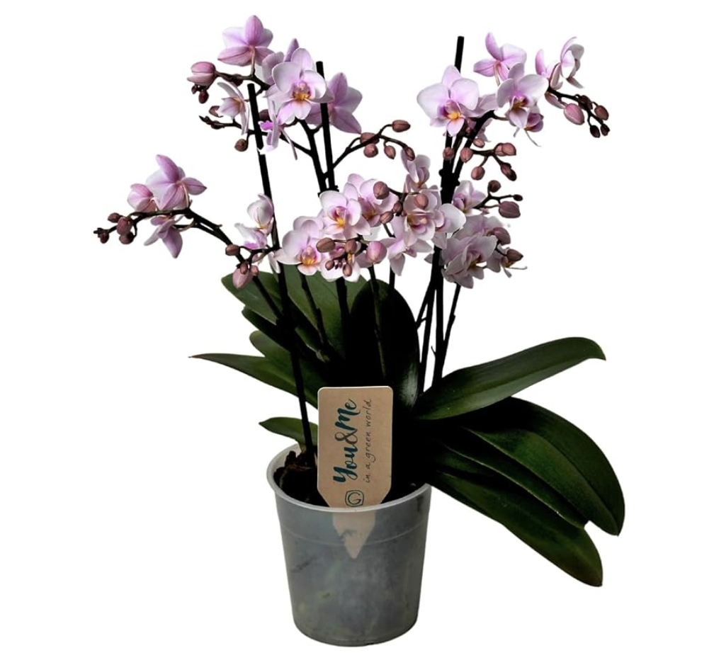 Orchidée Phalaenopsis plante à fleurs Eden Urbain