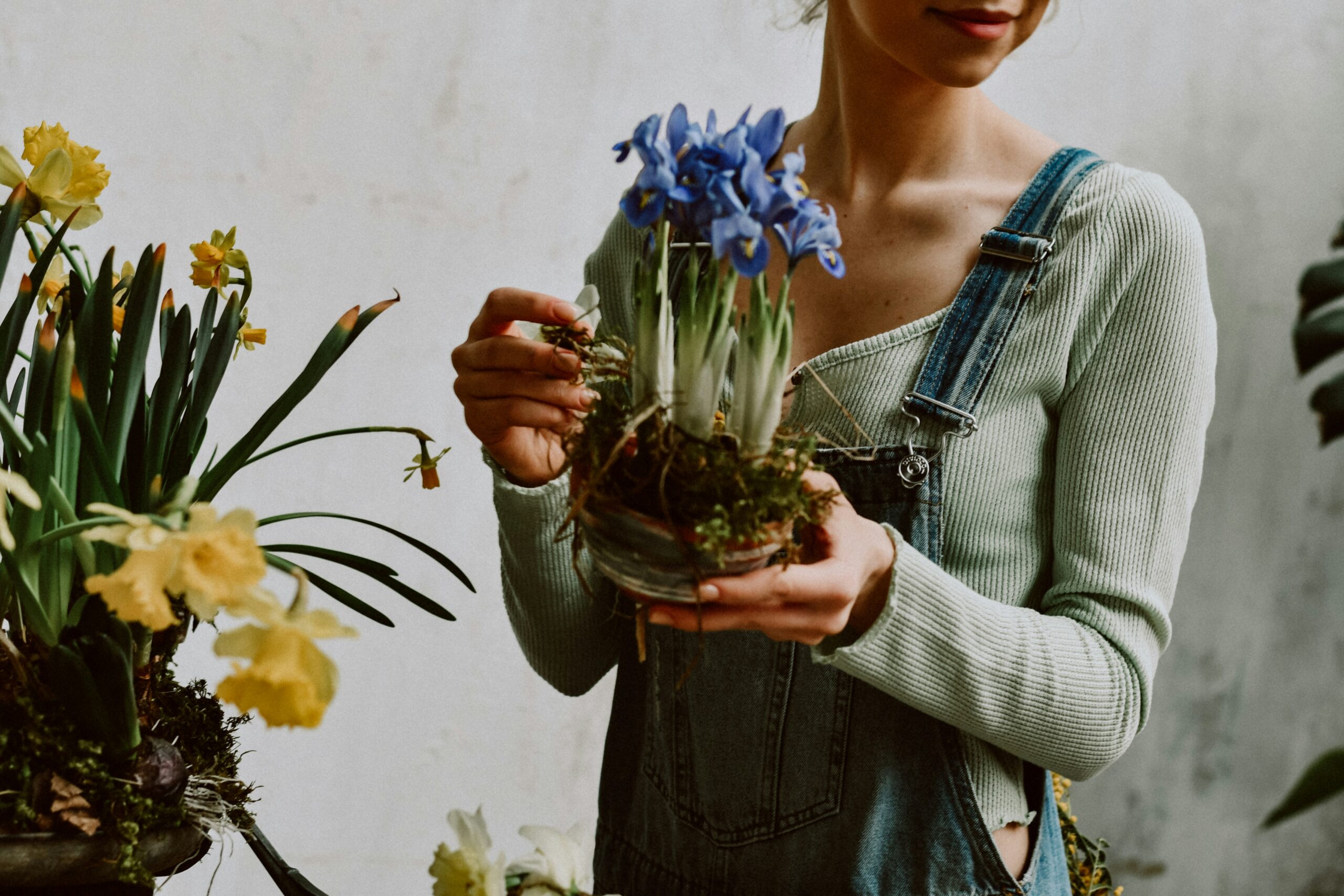 Entretien plantes d'intérieur