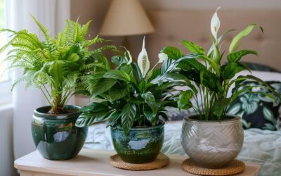 Attention : ces 5 plantes dans votre chambre pourraient nuire à votre sommeil (la 3e est choquante)