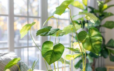 Attention ! Ces 5 plantes toxiques que vous pensez purifier l’air chez vous